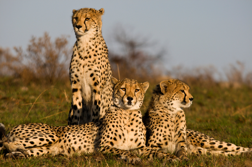 Introduction to Cheetah Project Management